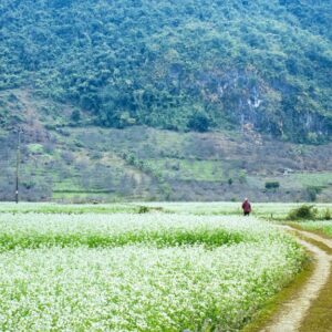 Mộc Châu - Mai Châu